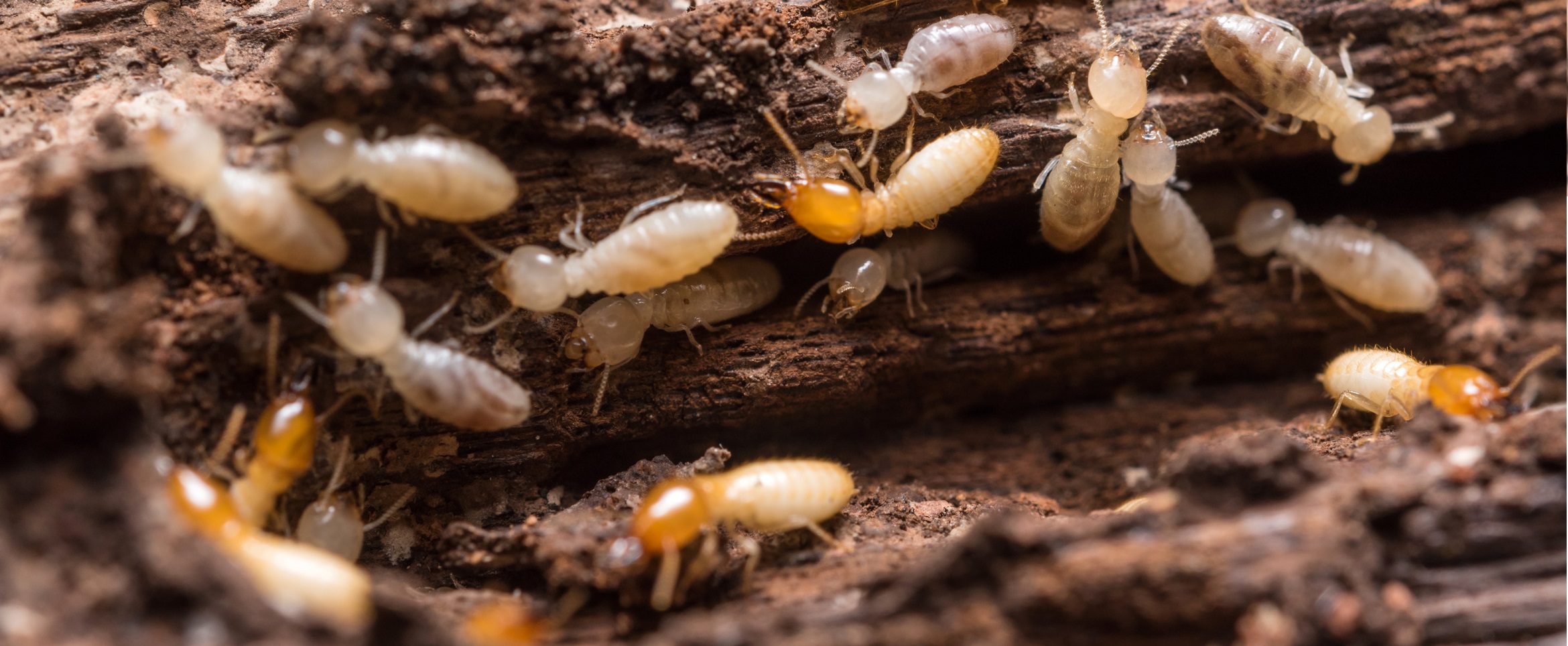 Diagnosic termites | Le réseau des diagnostiqueurs parisiens